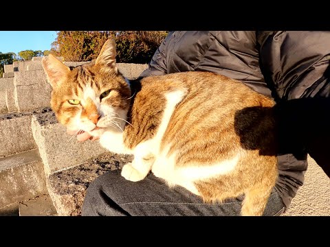 人間の隙を見つけてひざに飛びのってくるキジシロ猫(YouTube)