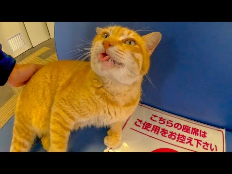 フェリー乗り場の待合室には猫がいて楽しい(YouTube)