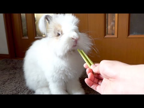 カッチカチのパパイヤをパリパリ食べるウサギ(YouTube)