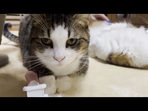 割り込んできた猫を後回しにしたらスネてしまいました(YouTube)