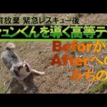 【心のリハビリ】幼児期の経験不足から怯える吠える噛む問題行動の改善方法　ドックメンタリスト究極奥義👍(YouTube)