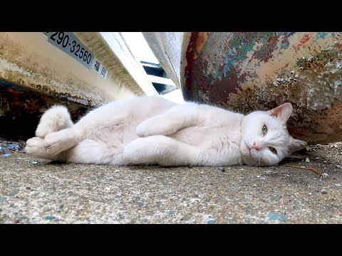 舟の下で白猫が寝ころんでいるのを見掛けたので近づくとモフられに出てきた(YouTube)