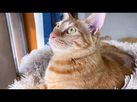 鳥がやって来てちょっぴり取り乱す臆病な茶トラ猫(YouTube)
