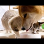 柴犬の飲んでるお水がどうしても飲みたい末っ子猫♥(YouTube)