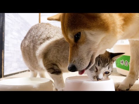 柴犬の飲んでるお水がどうしても飲みたい末っ子猫♥(YouTube)