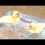 孵化したアヒルのヒナたちを始めてプールに入れてみた(YouTube)