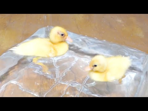 孵化したアヒルのヒナたちを始めてプールに入れてみた(YouTube)