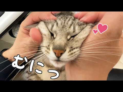 パパに甘えてたら変顔させられちゃう猫マロちゃん(YouTube)