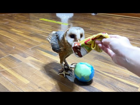 保護したフクロウ。心を開き始めてくれた(YouTube)