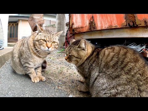 猫 睨み合い(YouTube)