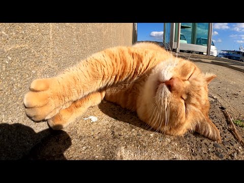 手足をピーンと伸ばして気持ちよさそうにお昼寝する茶トラ猫(YouTube)