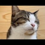 次から次へと順番を抜かされても怒らない猫(YouTube)