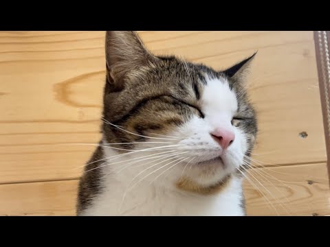 次から次へと順番を抜かされても怒らない猫(YouTube)