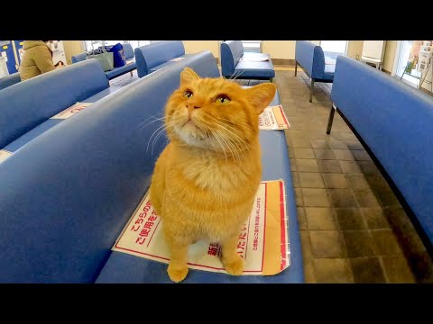 フェリー乗り場の待合室にいた猫が可愛過ぎる(YouTube)