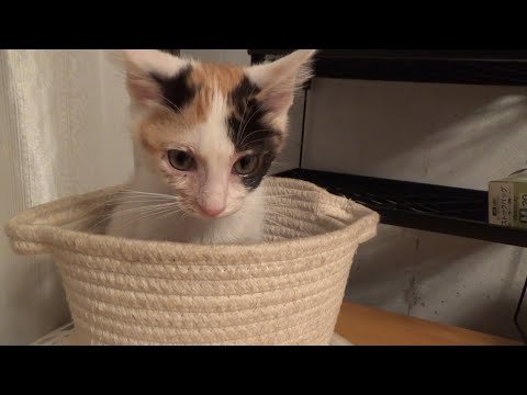 いつ喧嘩になってもおかしくない猫に危険を感じた子猫(YouTube)