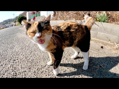 可愛い声で鳴く三毛猫がゴロンとなってお腹を見せてきた(YouTube)