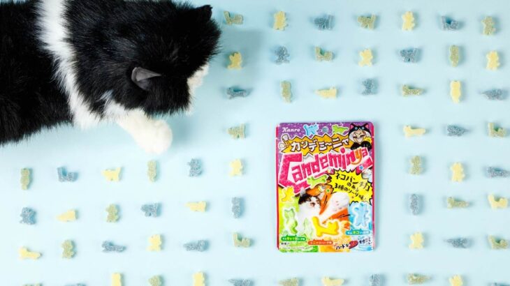 猫パンチのパッケージが迫力満点！ハードな食感の猫型グミ「カンデミーニャグミ」カンロから登場(ブログ)