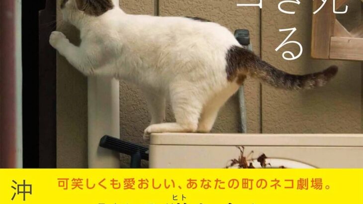 何かに集中している猫は面白い♪ 必死すぎるネコの写真集シリーズ第3弾は『一心不乱』なニャンコたち(ブログ)