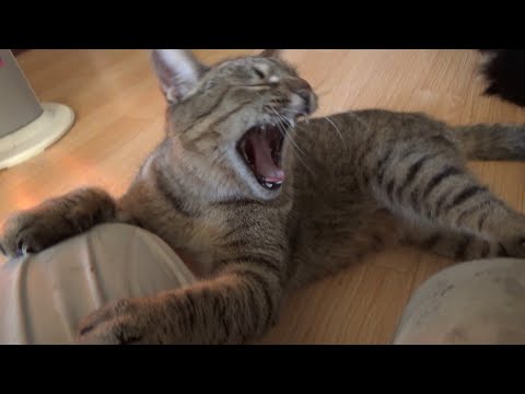 狂暴になったり甘えたり忙しい猫(YouTube)