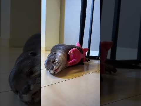 ぬいぐるみがぬいぐるみを抱っこしているかのようなカワウソ A stuffed animal is holding a stuffed animal. #Short(YouTube)