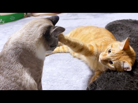 頭ポンをされても大好きなお兄ちゃん猫の周りで楽しそうに遊ぶ末っ子猫♥(YouTube)