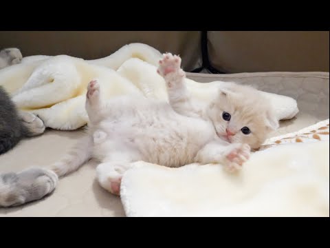 Cute kitten meets a scary doll(YouTube)