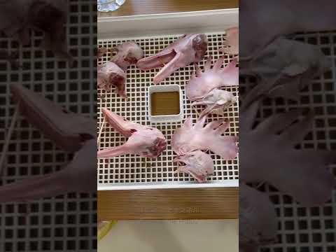 世界最強な犬ピットブルの餌がヤバすぎるwww「閲覧注意」#shorts(YouTube)