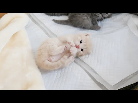When a kitten rests on a kitten …(YouTube)