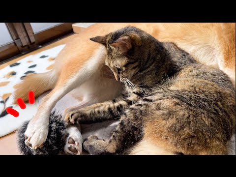 大好きな柴犬のお腹で無邪気に遊ぶキジトラ猫(YouTube)