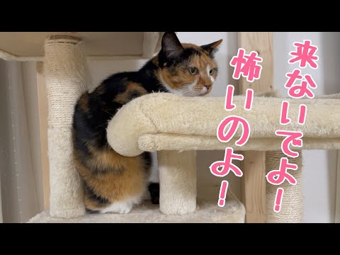 ビビりすぎて挟まっておばあちゃんになっちゃた猫。(YouTube)