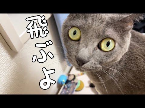 娘の背中に飛び乗るのがブームの猫ハムちゃん(YouTube)