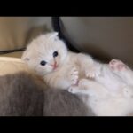 The kitten cries cutely because she wants to go out …(YouTube)