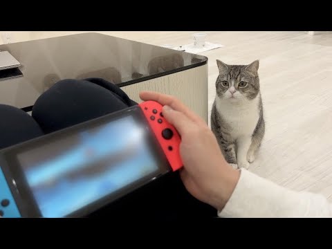 1日中ゲームしてたら甘えんぼ猫が怒ってこうなっちゃいました…(YouTube)