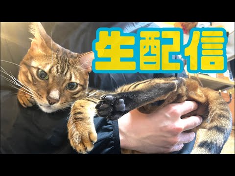 【ランチ生配信2/9】まだまだ寒いので猫でも見てほっこりする生配信🐈📹(YouTube)