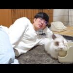 あっという間に飯をたいらげるウサギ(YouTube)