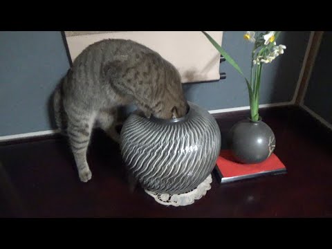 未開の部屋を開拓し破壊していく猫(YouTube)