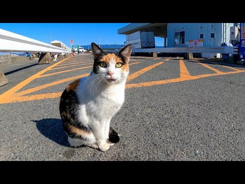 港で出会った三毛猫ちゃんを撫でるとゴロンと横になってカワイイ(YouTube)
