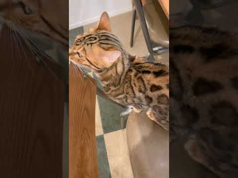 どうにかして飼い主の視界に入り込みたい猫#shorts(YouTube)
