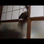 寝床に侵入者が入って慌てて戻る猫(YouTube)