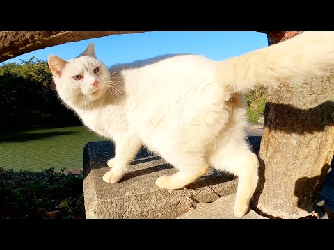 橋を渡ろうとしたら、青い瞳の白猫がお出迎えしてくれた(YouTube)