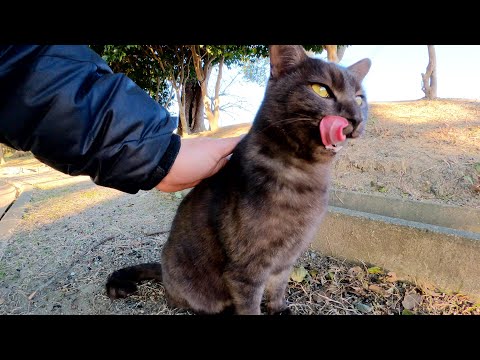 やんちゃなマーブル黒猫が小さい黒猫に喧嘩で負けてしまう(YouTube)