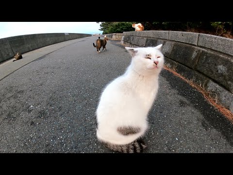 海辺の公園に行ったら、可愛い野良猫たちがたむろしていた(YouTube)