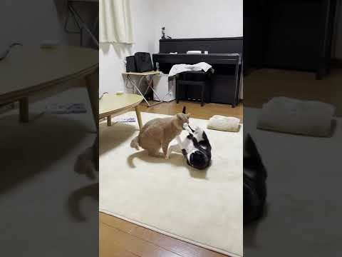 「モハメド・アリVSアントニオ猪木」みたいな猫【 #Shorts 】(YouTube)
