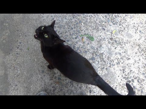居座る猫がいればどこかへ行ってしまう猫がいる(YouTube)