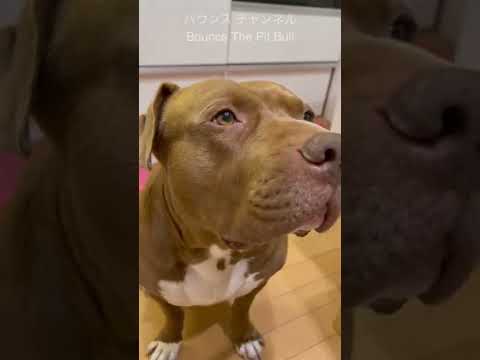 世界最強な犬ピットブルの餌がヤバすぎるwww「閲覧注意」#shorts(YouTube)
