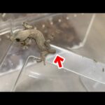 尻尾が切れてしまったヤモリを保護しました(YouTube)