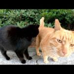甘えん坊の黒猫と茶トラ猫のコンビをまとめてモフる(YouTube)
