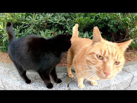 甘えん坊の黒猫と茶トラ猫のコンビをまとめてモフる(YouTube)