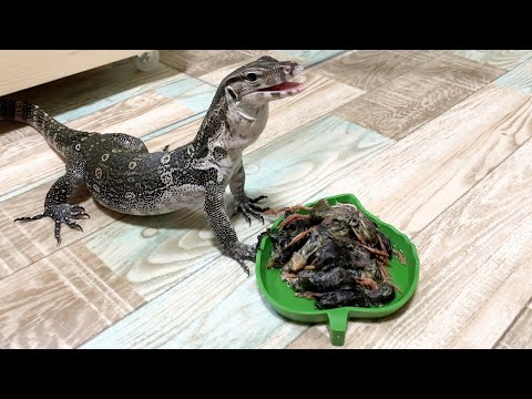 【皿の鳥全部食え!】急成長中のオオトカゲに20羽の雛うずらを与えてみると・・・(YouTube)