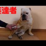 3年間「お手」を拒否し続けたブルドッグが遂に本領発揮した！(YouTube)